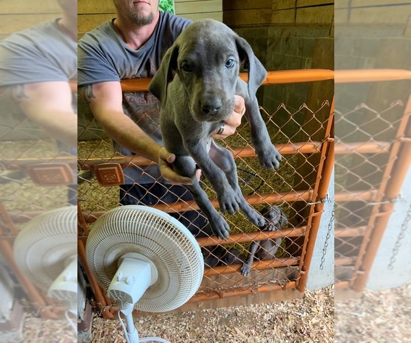Medium Photo #1 Great Dane Puppy For Sale in DUDLEY SHOALS, NC, USA