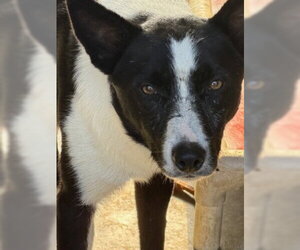 Border Collie-Unknown Mix Dogs for adoption in Ventura, CA, USA