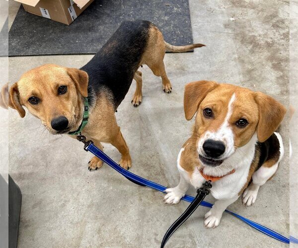 Medium Photo #11 Mutt Puppy For Sale in Roxboro, NC, USA