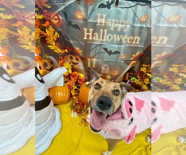 Medium Photo #4 Mutt Puppy For Sale in Bryant, AR, USA