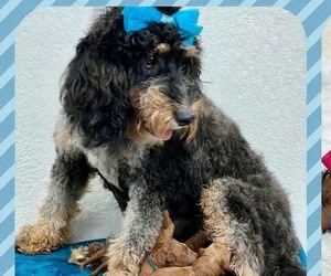 Bernedoodle (Miniature) Puppy for sale in BULLARD, TX, USA