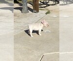 Small Photo #3 French Bulldog Puppy For Sale in MCKINNEY, TX, USA