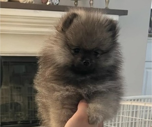 Medium Photo #8 Pomeranian Puppy For Sale in MENIFEE, CA, USA