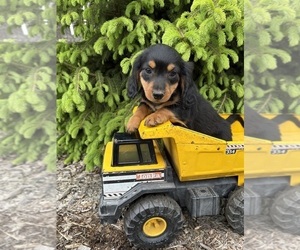 Dachshund Puppy for sale in MIDDLEBURY, IN, USA