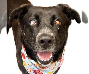 Labrador Retriever Dogs for adoption in Santa Barbara, CA, USA