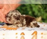 Small #3 ShihPoo