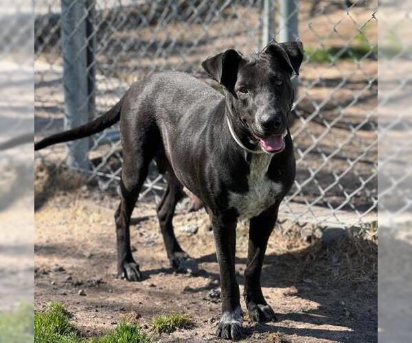Medium Photo #1 Labrador Retriever-Unknown Mix Puppy For Sale in Conroe, TX, USA