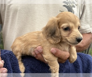 Dachshund Puppy for sale in WILEY, CO, USA