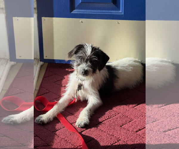 Medium Photo #2 Mutt Puppy For Sale in Rockaway, NJ, USA