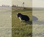 Small #1 Miniature Australian Shepherd