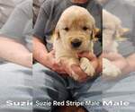 Small Photo #5 Golden Retriever Puppy For Sale in KINGMAN, AZ, USA