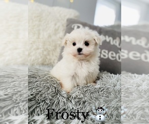 Maltese Puppy for sale in COOKEVILLE, TN, USA