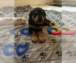 Small #4 Rottweiler