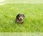 Small #1 Dachshund