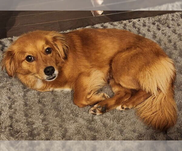 Medium Photo #4 Chihuahua-Colonial Cocker Spaniel Mix Puppy For Sale in Newfoundland, PA, USA