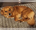 Small #3 Chihuahua-Colonial Cocker Spaniel Mix