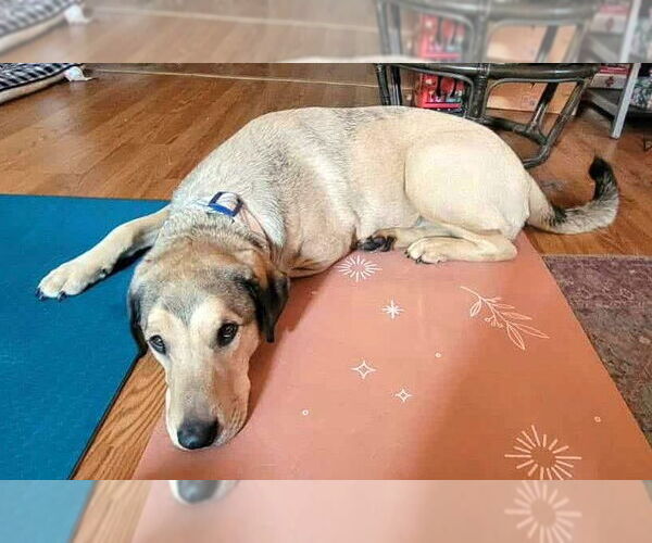 Medium Photo #9 Coonhound-Unknown Mix Puppy For Sale in Wakefield, RI, USA