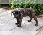 Small #2 Cane Corso