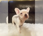 Small Photo #17 French Bulldog Puppy For Sale in BALDWIN PARK, CA, USA