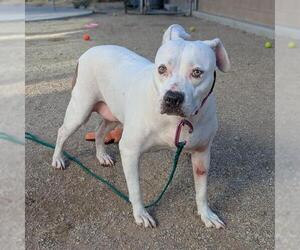 Mutt Dogs for adoption in Las Vegas, NV, USA