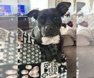 American Pit Bull Terrier-Unknown Mix Dogs for adoption in Boston, MA, USA