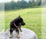Small #2 German Shepherd Dog