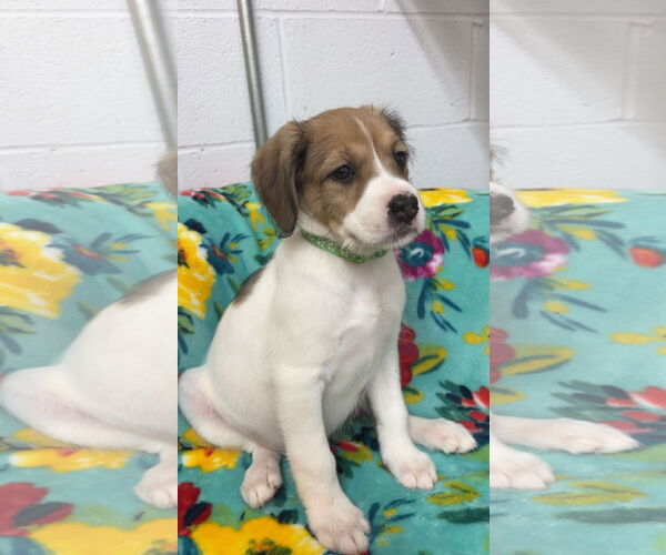 Medium Photo #3 Mutt Puppy For Sale in York, SC, USA