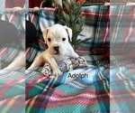 Puppy Adolph Boxer