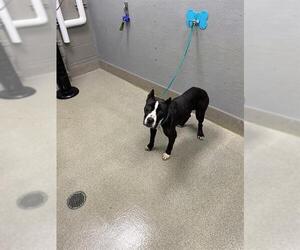 Mutt Dogs for adoption in Las Vegas, NV, USA