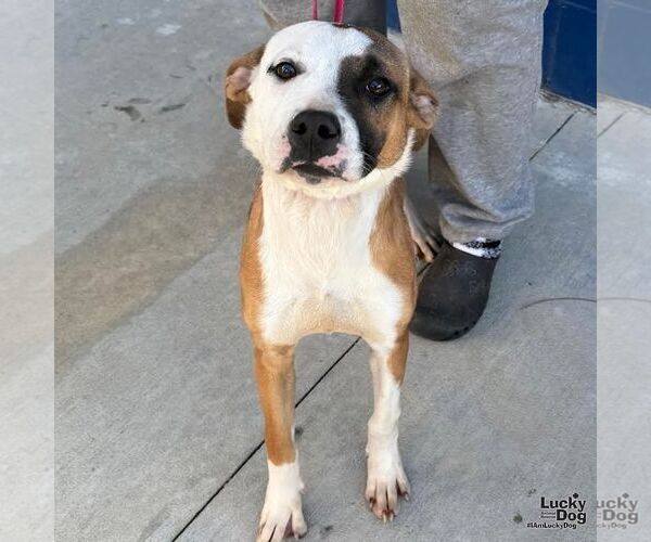 Medium Photo #4 Mutt Puppy For Sale in Washington, DC, USA