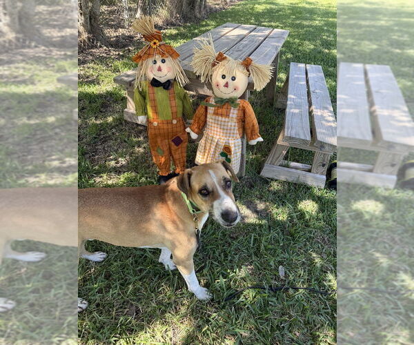 Medium Photo #7 Mutt Puppy For Sale in San Leon, TX, USA