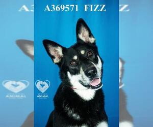 Gerberian Shepsky Dogs for adoption in Stockton, CA, USA