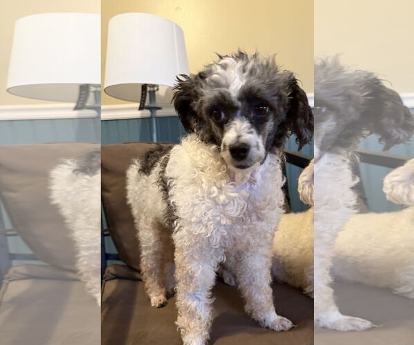 Medium Photo #5 Poodle (Miniature) Puppy For Sale in Pacolet, SC, USA