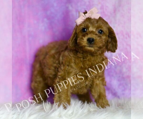 Medium Photo #5 Cavapoo (Miniature) Puppy For Sale in WARSAW, IN, USA