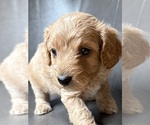 Puppy Puppy 8 Cavapoo (Miniature)