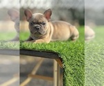 Small #17 French Bulldog