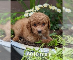 Goldendoodle-Poodle (Toy) Mix Puppy for sale in CLARE, IL, USA