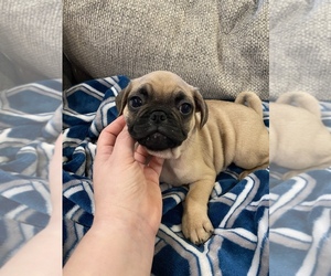 Frenchie Pug Puppy for sale in FOREST GROVE, OR, USA