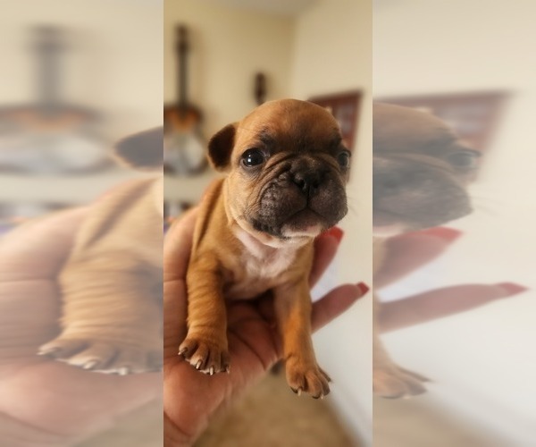 Medium Photo #5 French Bulldog Puppy For Sale in CAPE CORAL, FL, USA