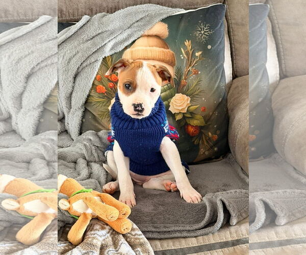 Medium Photo #2 Staffordshire Bull Terrier-Unknown Mix Puppy For Sale in Kannapolis, NC, USA