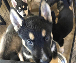 Small Photo #4 German Shepherd Dog-Siberian Husky Mix Puppy For Sale in FRESNO, CA, USA