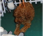 Small Photo #2 Poodle (Standard) Puppy For Sale in CLATSKANIE, OR, USA