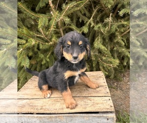Bernedoodle Puppy for sale in MIDDLEBURY, IN, USA