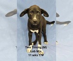 Small #4 Labrador Retriever Mix