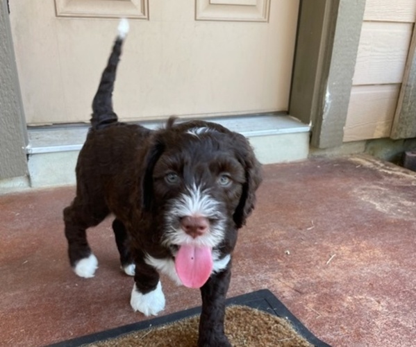 Medium Photo #3 Australian Labradoodle Puppy For Sale in SAN ANTONIO, TX, USA