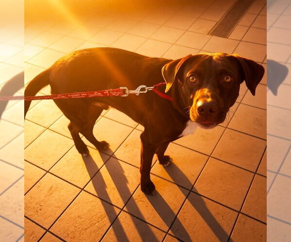 Medium Photo #16 Chocolate Labrador retriever-Unknown Mix Puppy For Sale in Canton, CT, USA