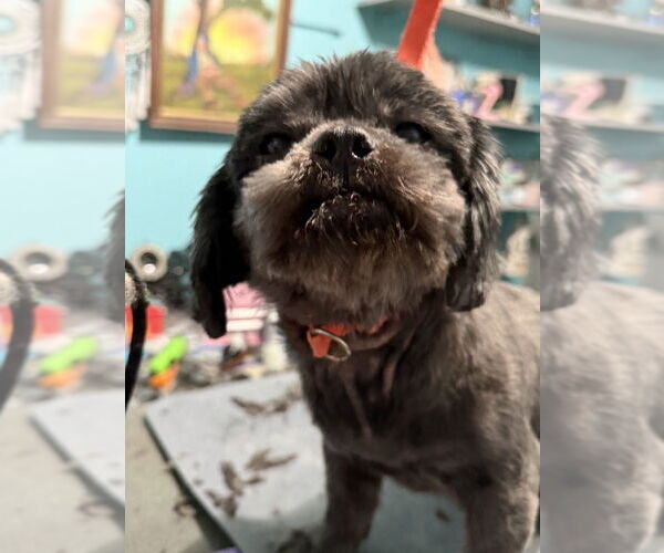 Medium Photo #2 Shih Tzu Puppy For Sale in Mooresville, NC, USA