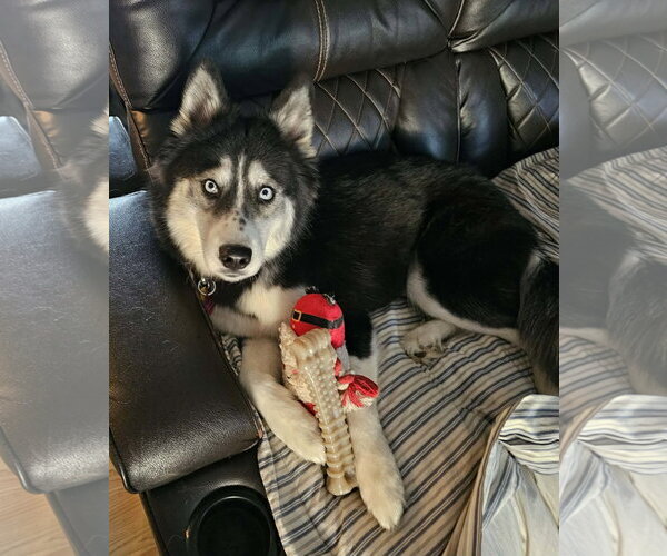 Medium Photo #2 Siberian Husky-Unknown Mix Puppy For Sale in Newfoundland, PA, USA