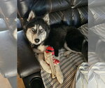 Small #1 Siberian Husky Mix