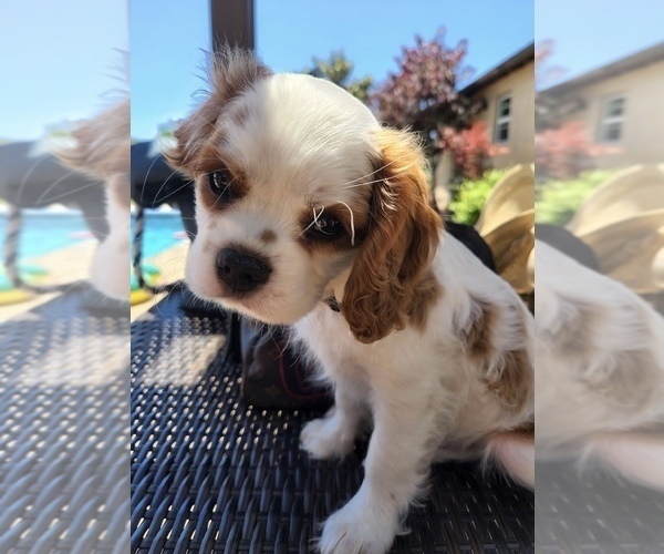 Medium Photo #1 Cavalier King Charles Spaniel Puppy For Sale in TEMPLETON, CA, USA